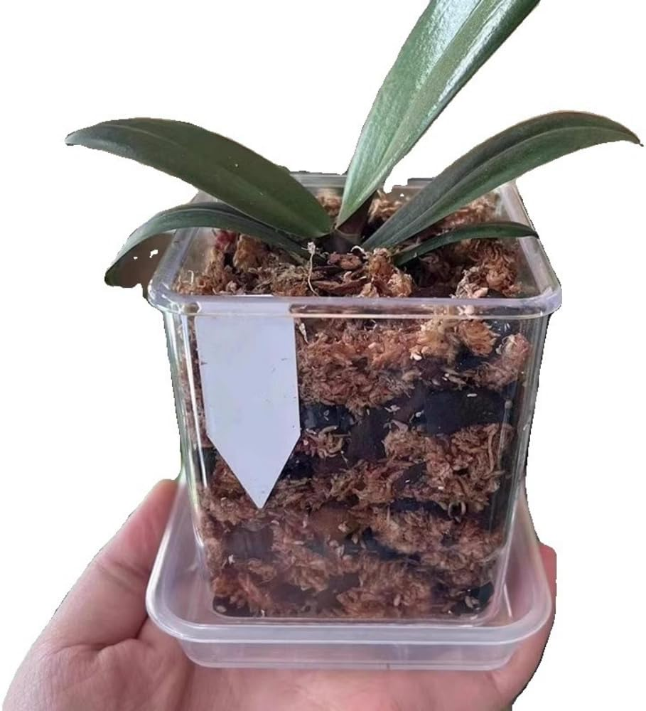 3PCS Clear Plant Pots with Drainage Holes, 5/4/3.5 Inch Clear Pots for Plants, Acrylic Transparent Plastic Plant Pots Square for House Plants, Flowers with 6Pcs Labels