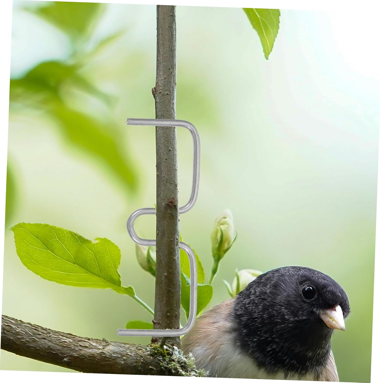 CAXUSD Plant Branch Spreader Clips Set for Apple Trees and Roses 8Cm M Shape 50 Count Gardening Twig Support Tools for Bending and Shaping Branches image number 2