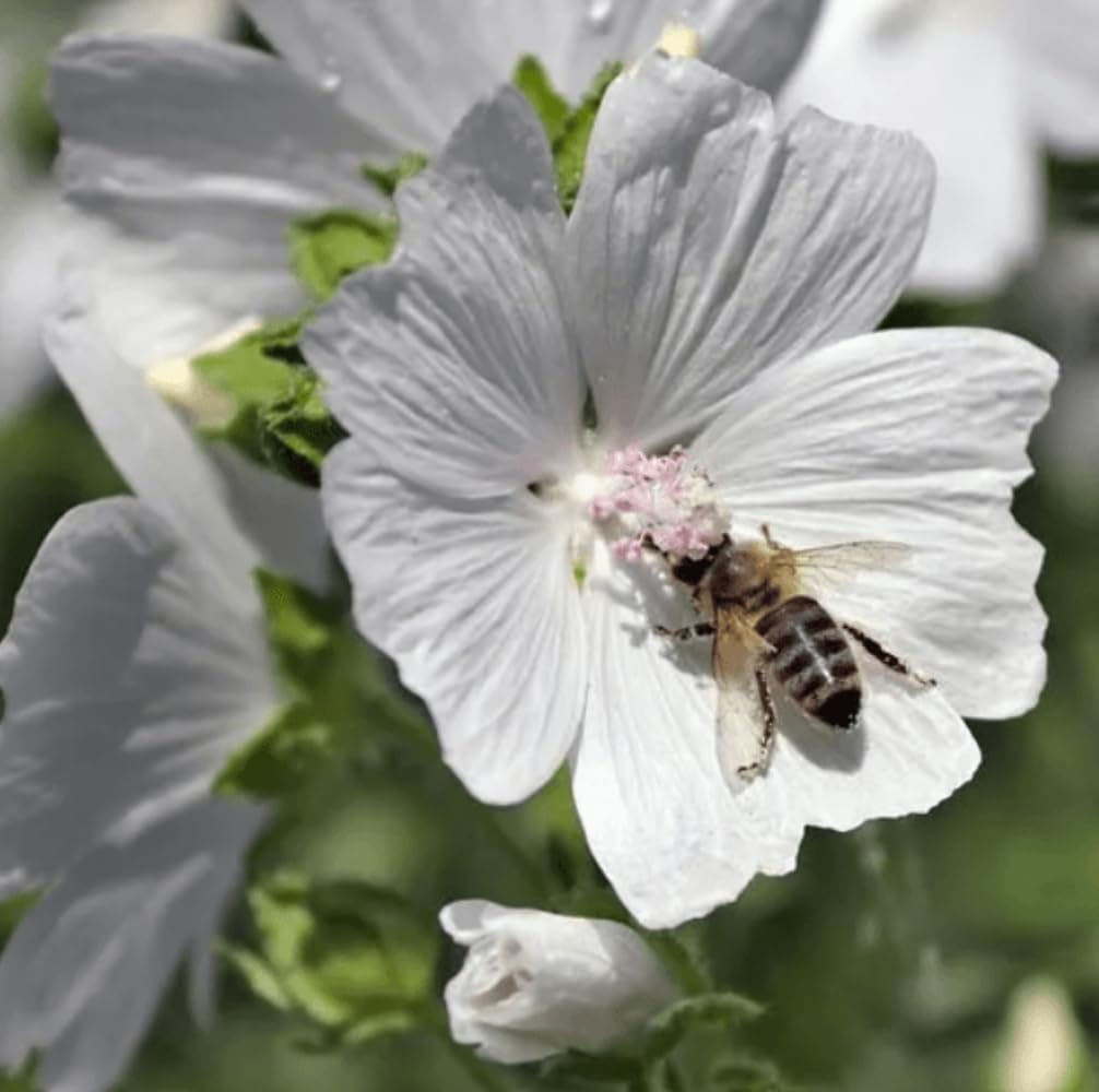 Saponificio Artigianale Fiorentino Vetiver Bar Soap Set 3X200G