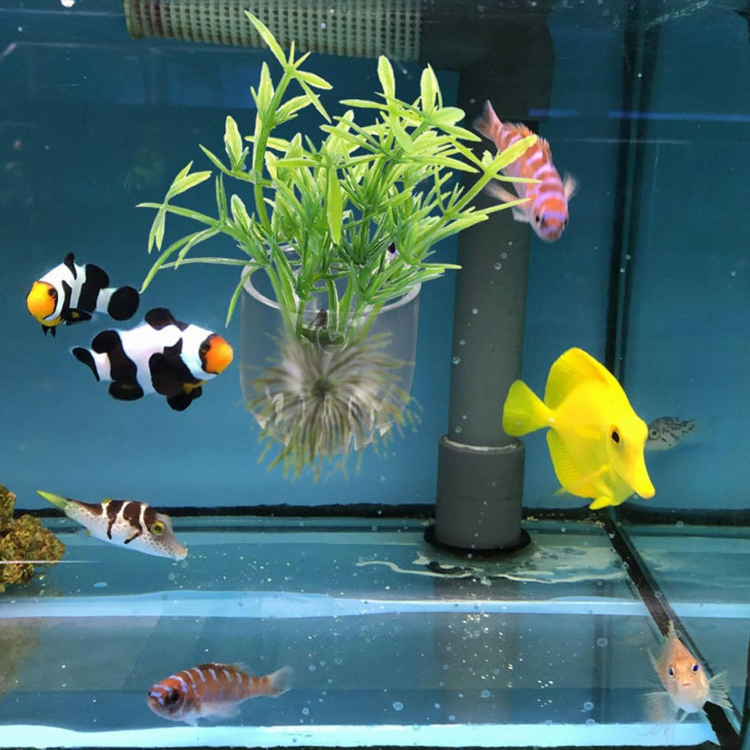 6PCS Fish Tank Aquatic Red Worm Feeder, Acrylic Aquarium Fish Feeder Holder with 6 Suction Cups, Aquarium Clear Acrylic Shelf,Plant Holder for Aquarium Fish Feeding Cups Fish Food Container image number 4