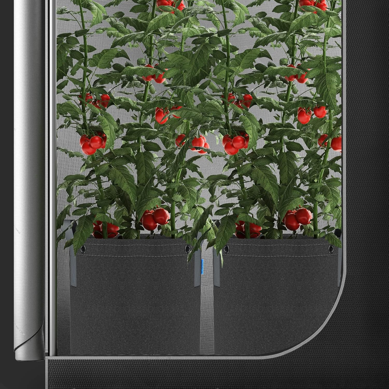 AC Infinity Heavy Duty Fabric Pots, 3 Gallon Aeration Reusable Grow Bags 5-Pack with 500G Thick Nonwoven Fabric and Multi-Purpose Rings, for Low Stress Plant Training Fruits, Vegetables, and Flowers image number 4