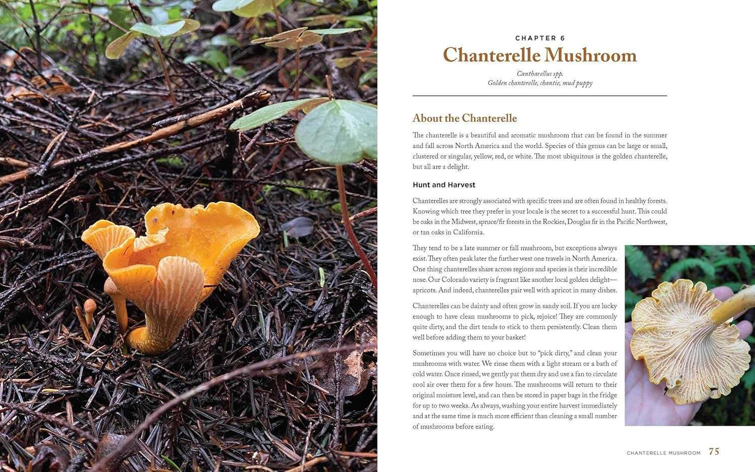 Wild Mushrooms: a Cookbook and Foraging Guide image number 6