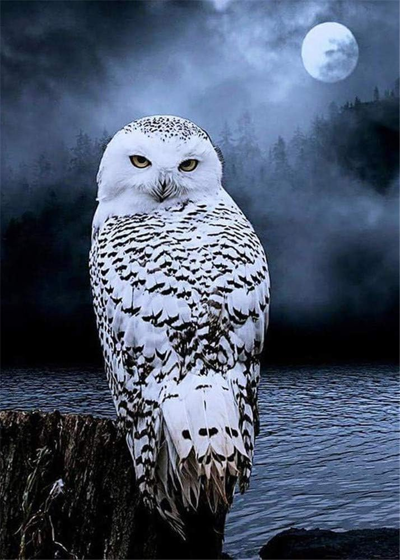 New 5D Diamond Painting Kits for Adults Kids, Awesocrafts White Owl on Rock Full Drill DIY Diamond Art Crystal Rhinestone Paint by Diamonds Cross Stitch (Owl) image number 1