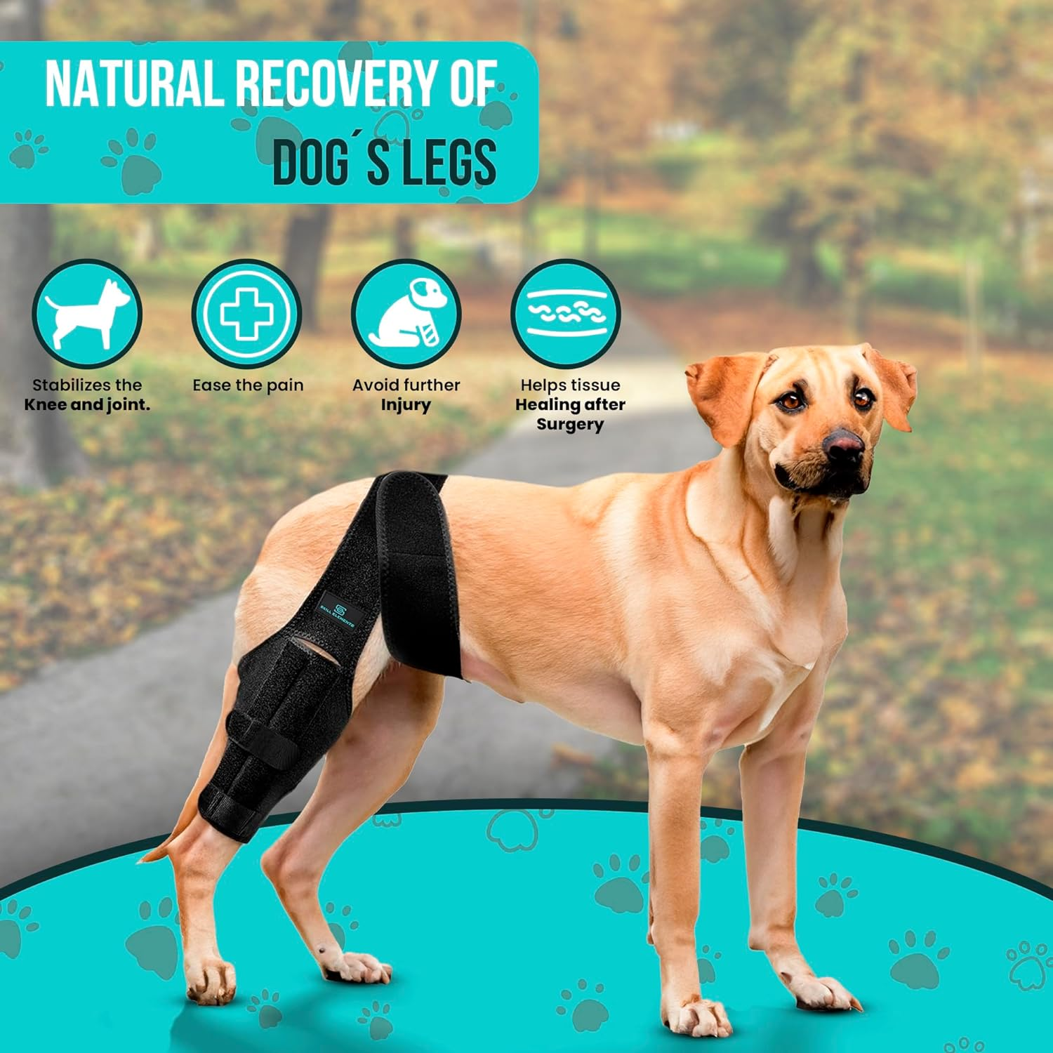 Dog Leg Braces for Back Leg - Dog Knee Brace for Support with Cruciate Ligament Injury, Joint Pain and Muscle Sore,- Dog Knee Brace for Torn ACL Hind Leg Adjustable Rear Leg Braces (Small)