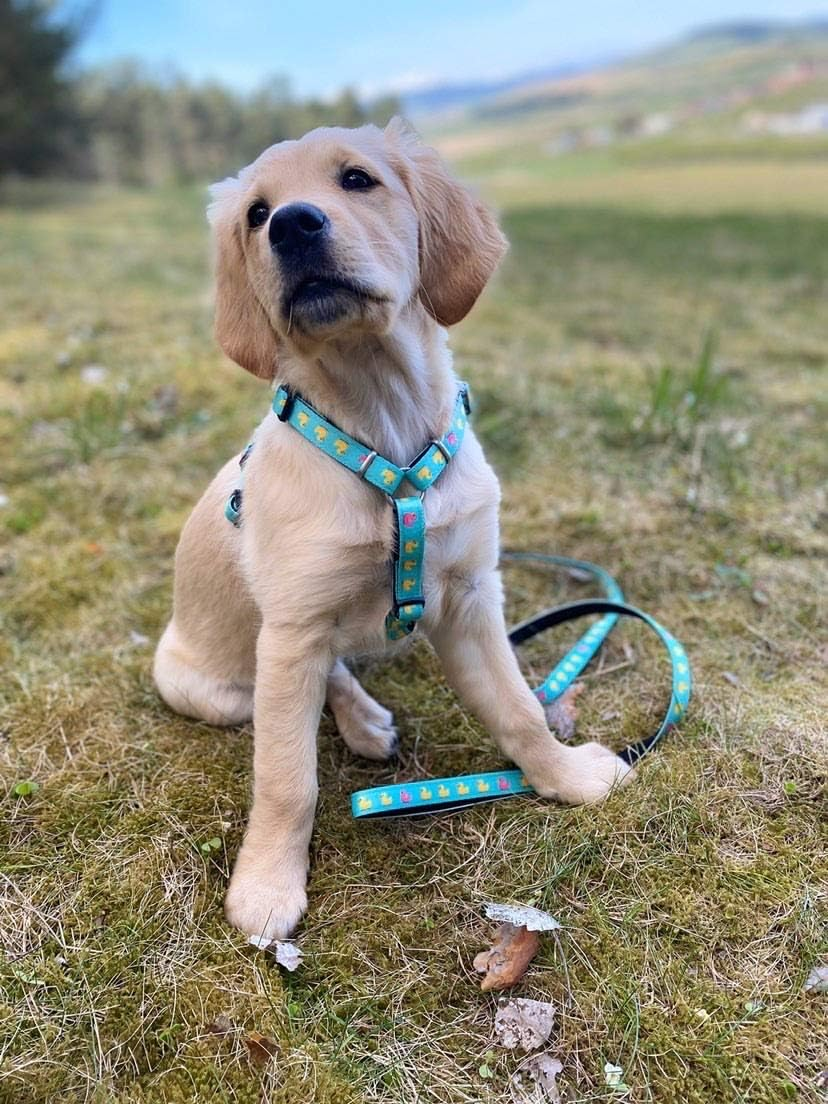 Max & Molly 4894512020443 Ducklings Dog Harness, Comfortable, Odourless, Neoprene Loss Protection Program for Pets, Extra Tidy Dog Harness, L, 232 G image number 3