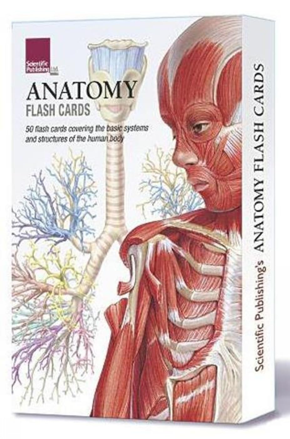 Anatomy Flash Cards image number 2