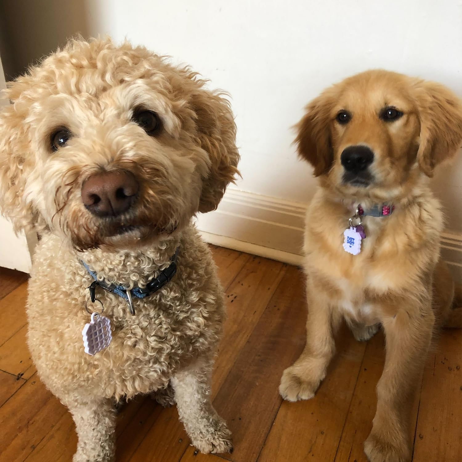 NATPAT Pet Locket &ndash; Holistic Pet Care Locket for Pet Zen Stickers & Trailpatch Tick Patches &ndash; Safe, Durable, and Non-Toxic image number 6