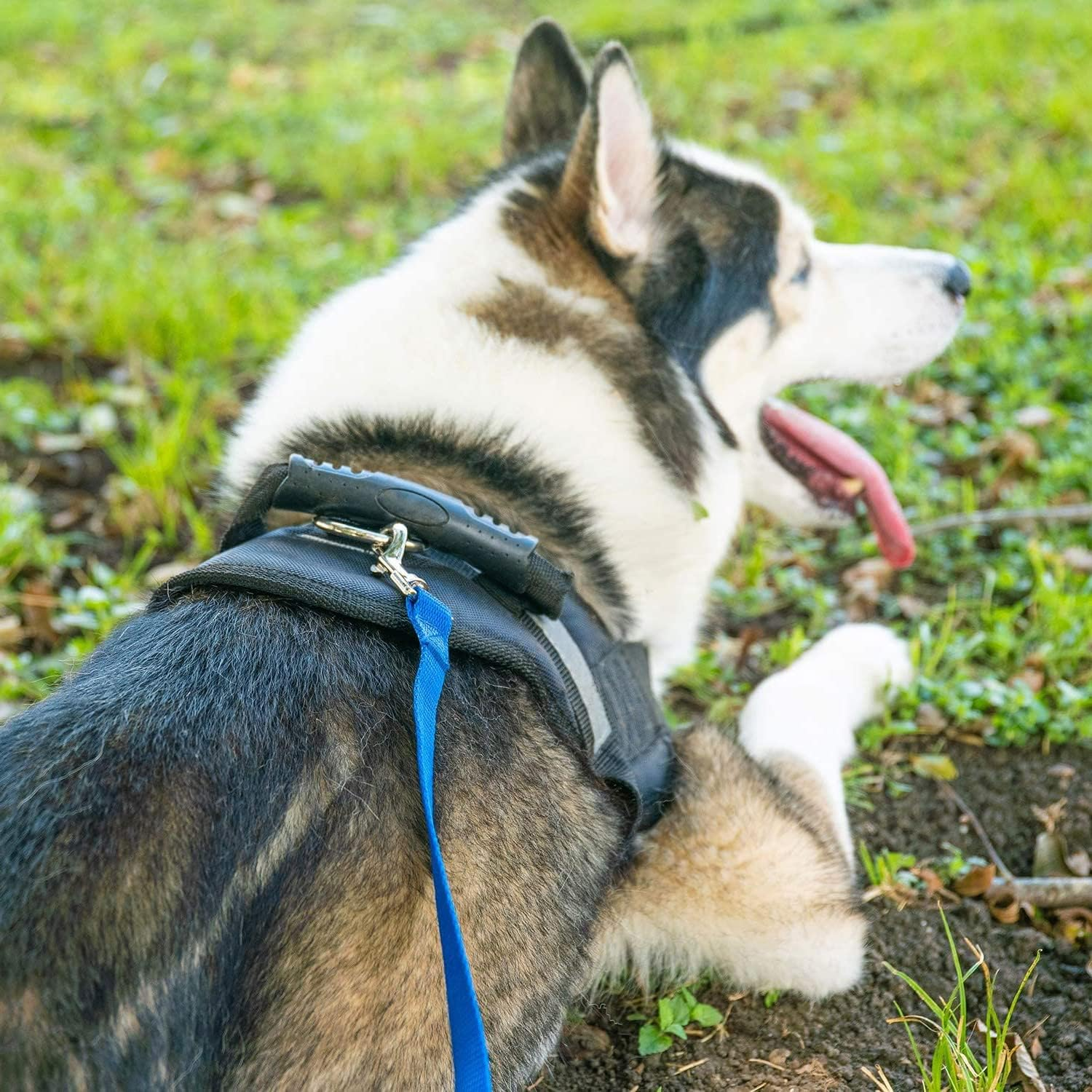 LATRAT Dog Leash 1.2~30M, Training Leash for Dogs, Long Leash for Small to Large Dogs (Blue, 5M*1.5Cm image number 2