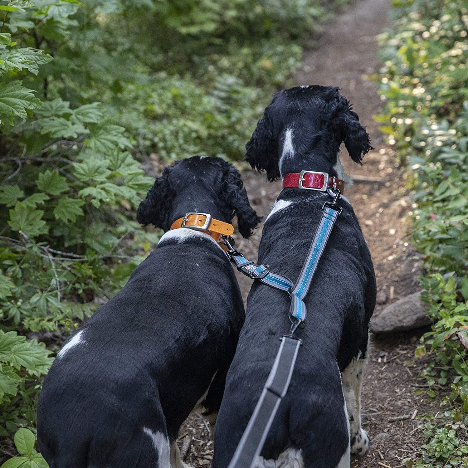 Kurgo Double Dog Leash | Two Dog Lead | Dual Leashes for Dogs | Leash Coupler | Adjustable | Reflective | Tangle-Free | Double Dog Leash Extender image number 1