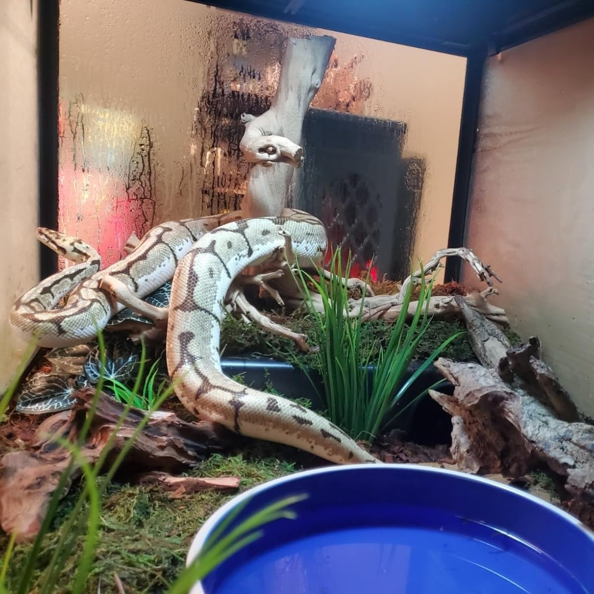 Amypet Large Snake Hide for Ball Pythons and Different Size Snakes Durable Material Easy to Clean,Big Enough for Ball Python 42X27X11Cm (XXL) image number 1