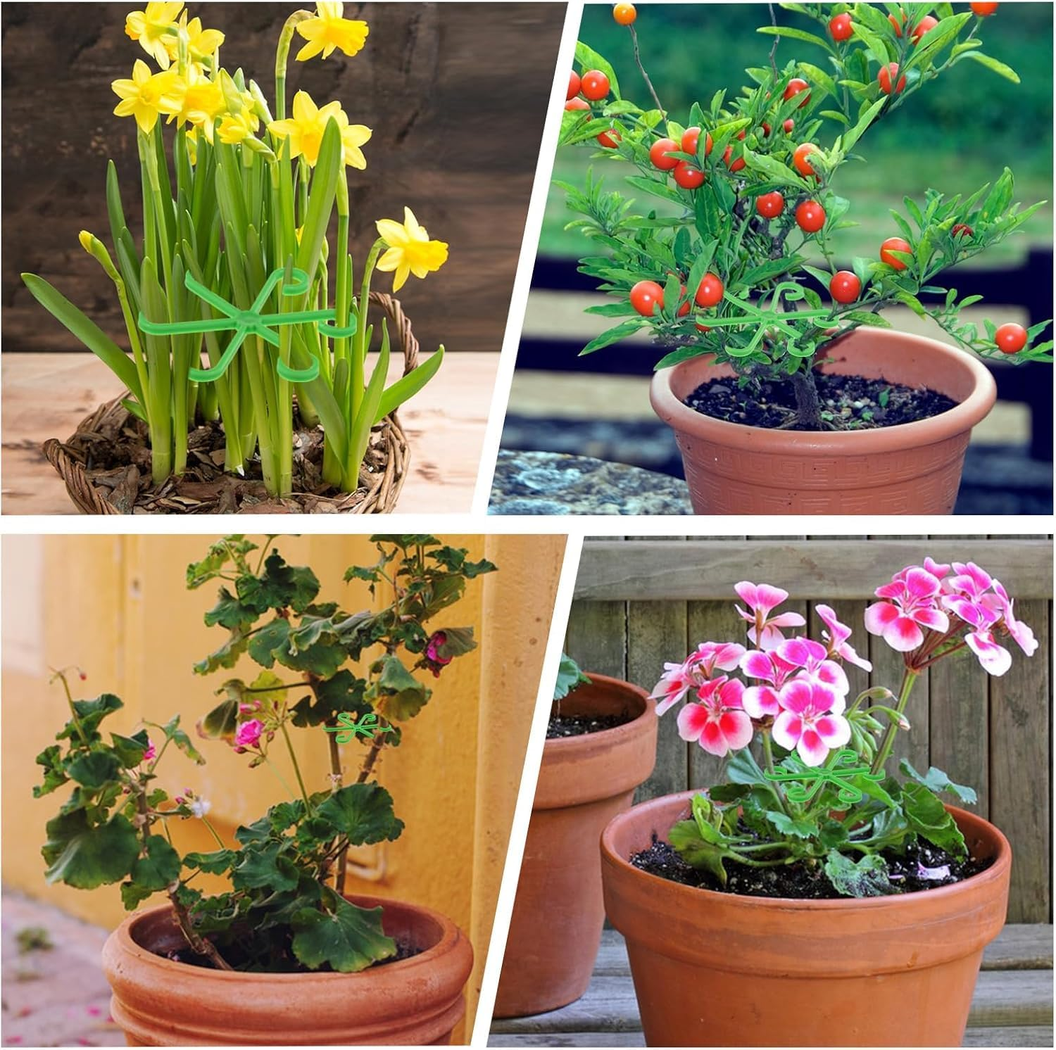 WADY Plant Stem Holder, Pack of 4 Plant Support, Climbing Indoor Plant Trunk Support, Vine Support Clips for for Plants, so You Grow Upright and Become Healthier (Green) image number 4