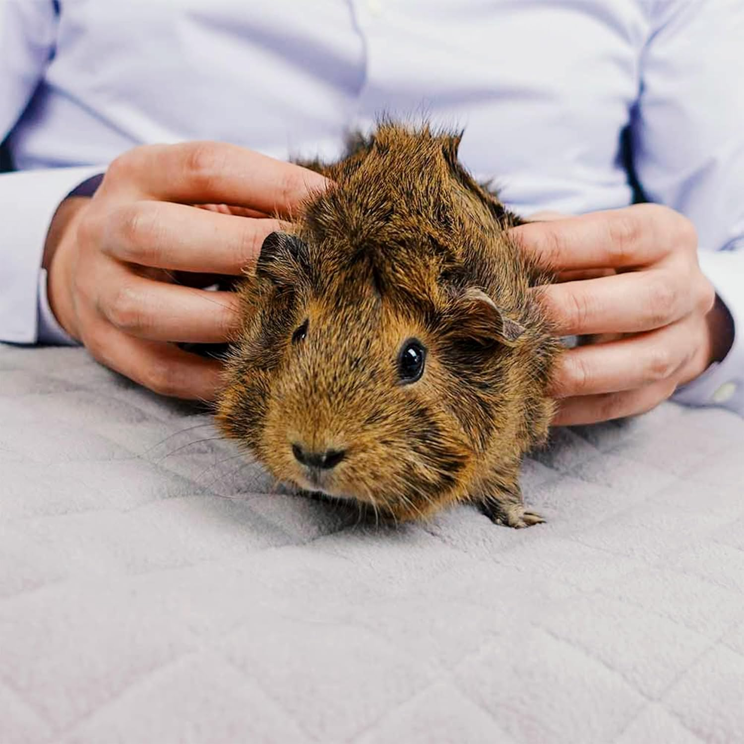 Guineadad Original Liner - Grey Fleece Guinea Pig Bedding - Reusable Guinea Pig Cage Liner - Extra Absorbent with Waterproof Bottom - Small Pet Supplies - 2X4 C&C image number 5