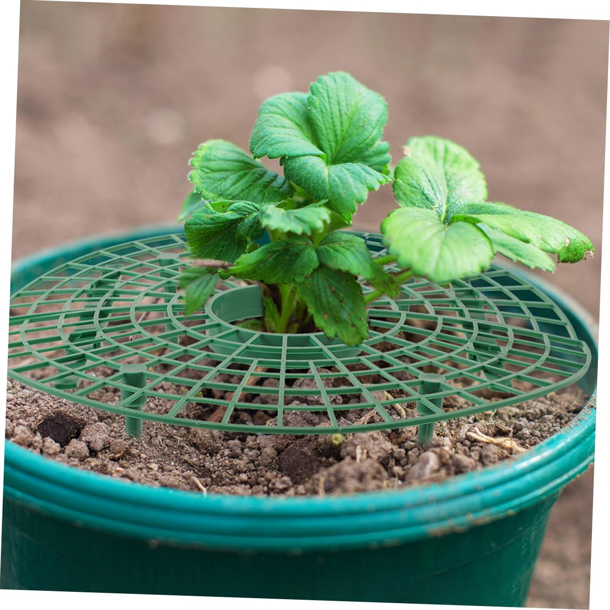 Yardwe 4Pcs Implantation Bracket Garden Hoop Plant Support Hoop Growing Supports for Strawberry Vegetables Plant Arch Climbing Frame Patio Supplies image number 1