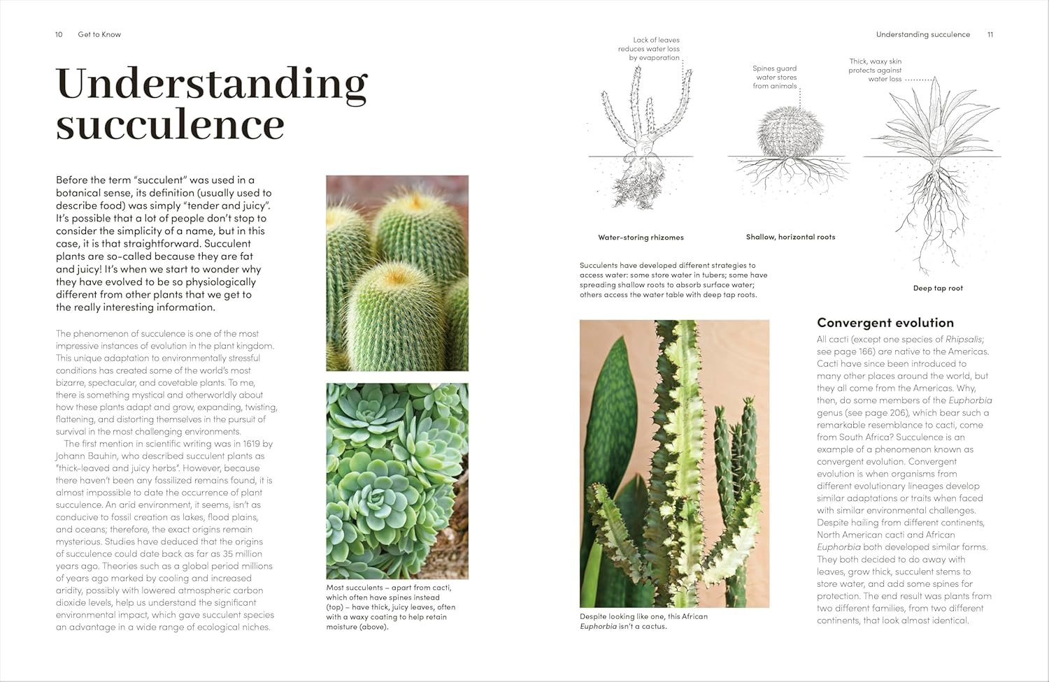 Cacti and Succulents: the Plant Rescuer'S On-Point Advice to Keep Your Plants Looking Sharp image number 4