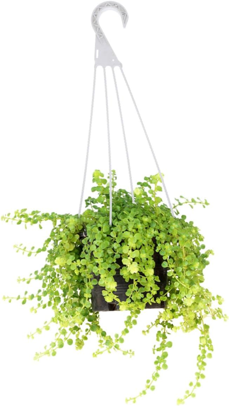 Kisangel 10Pcs Hanging Basket Hooks Resin Plant Pot Hangers for outside Plants Sturdy and Portable Hanging Flowerpot Hooks for Garden Pots and Gardening Supplies