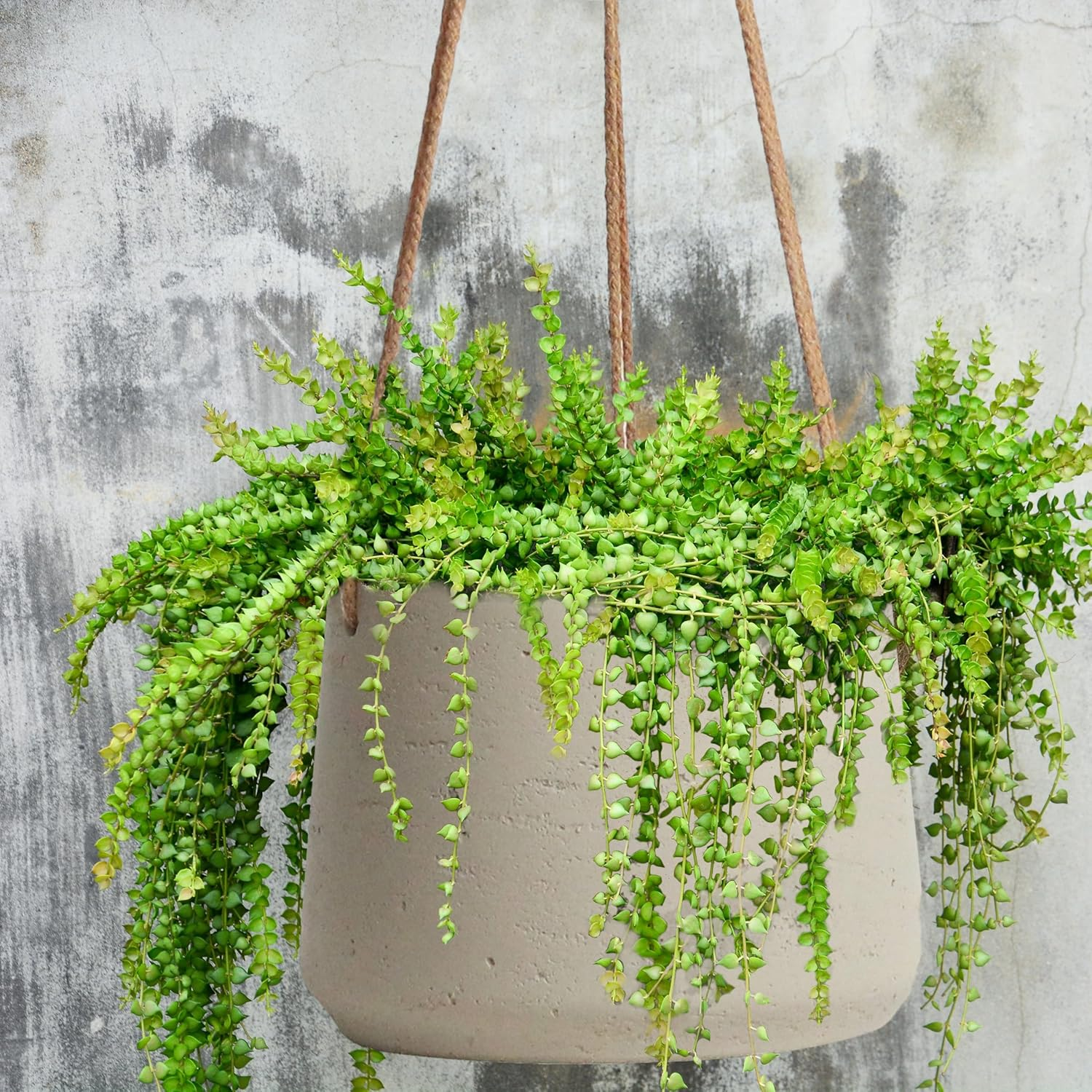 Copenhagen off White Ceramic Hanging Plant Pot Set of 2 - Includes Hanging Rope - Ceramic Cement Hanging Planters for Indoor & Outdoors - Textured Effect - Large & Medium Plant Pots&hellip; image number 2
