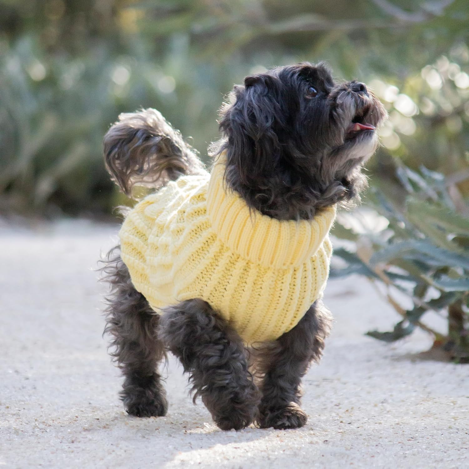 Huskimo Cali Knit Dog Jumper, Buttercup, 22Cm image number 4
