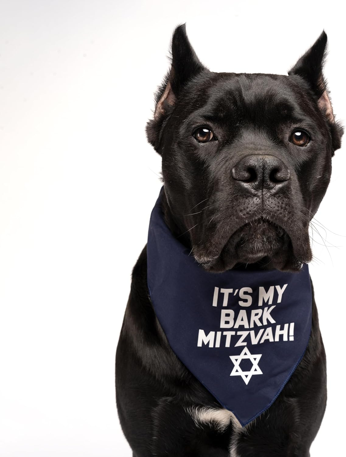 It'S My Barkmitzvah! Dog Bandana (Royal, OS 162) - Hot Pink image number 3