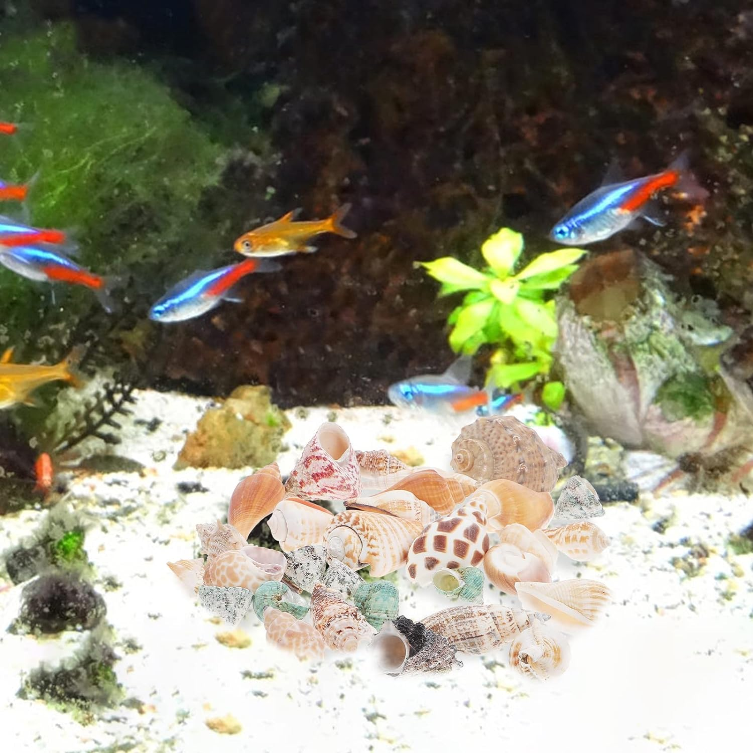 POPETPOP 1 Set Aquarium Conch Decor Hermit Crabs Shells Fish Tank Aquarium Adorns image number 4