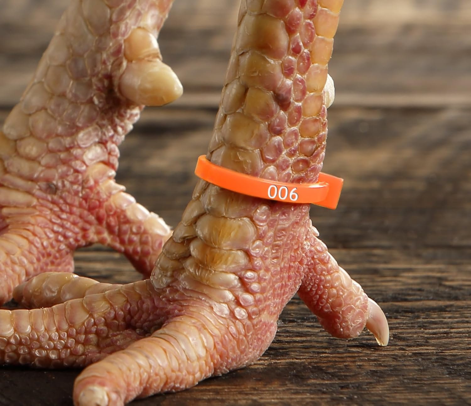 Chicken Hill 50 Zband Numbered Poultry Leg Bands Fluorescent ~ Fits Sizes 6 to 14 image number 5