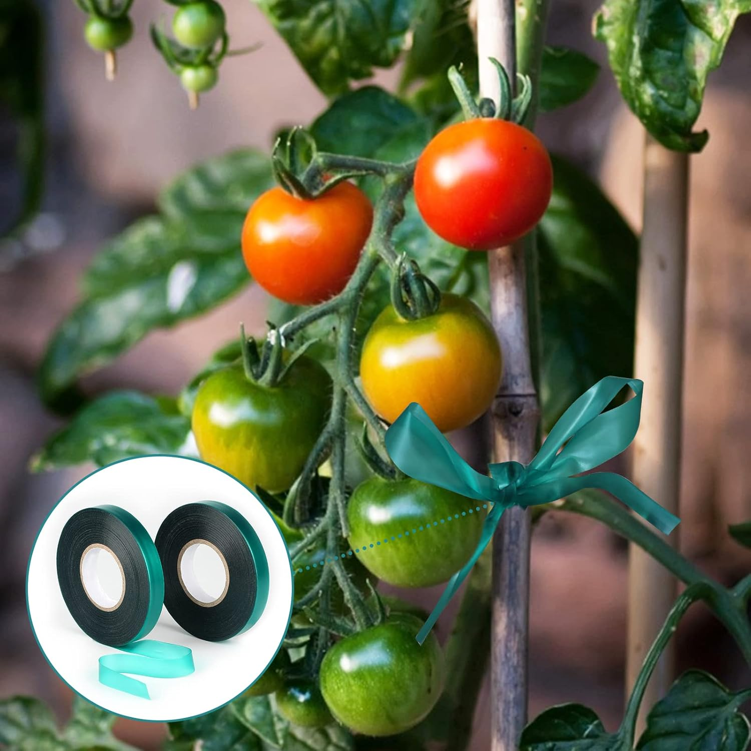 KINGLAKE GARDEN Stretch Tie Tape Roll-2 Rolls Total 295 Feet 1/2" Green Plant Garden Tie for Branches, Climbing Planters, Flowers image number 6