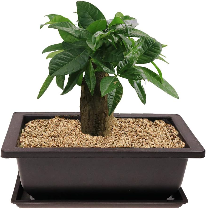 6Pcs/Pack Retro Style Basin Larger Plastic Flower Pot Planters Bonsai Plant Bowl Nursery Pots Plastic Bonsai Training Pots Rectangle Large:8.9" image number 2