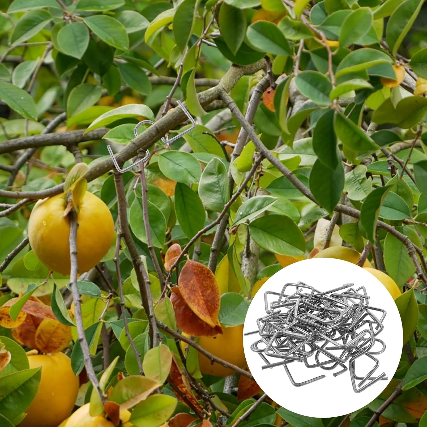 DOITOOL 25PCS Fruit Tree Branch Puller Plum Tree Open Angle Pull Branch Bending Tool Fruit Tree Branch Spreaders Farm Tools Branch Bending Tool, Fruit Trees Branch Support image number 1