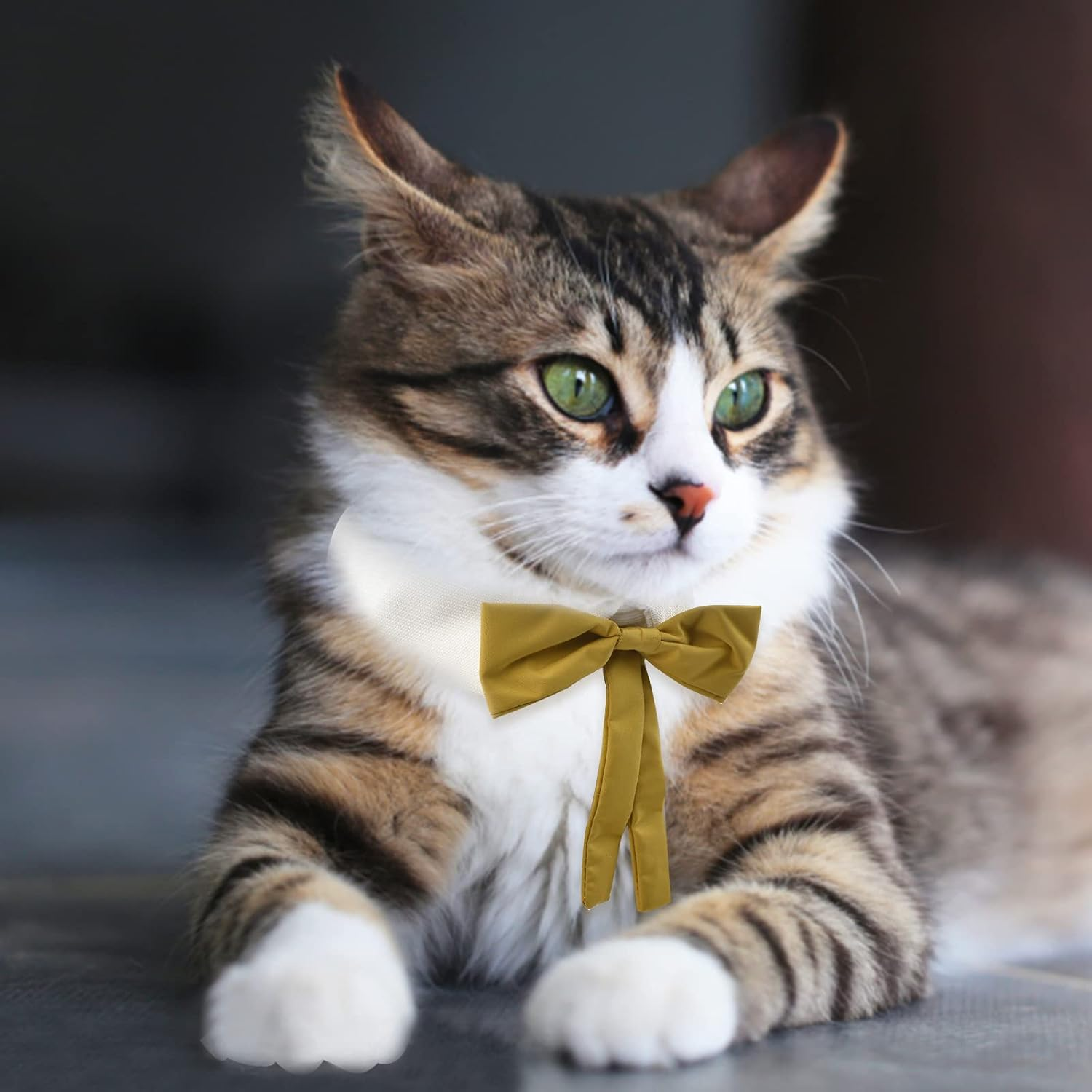 HACRAHO Formal Cat Tie, 1 Pcs Adjustable Cat Collar Tuxedo Bow Tie Collar for Dogs Cats Puppy Party Supplies image number 3