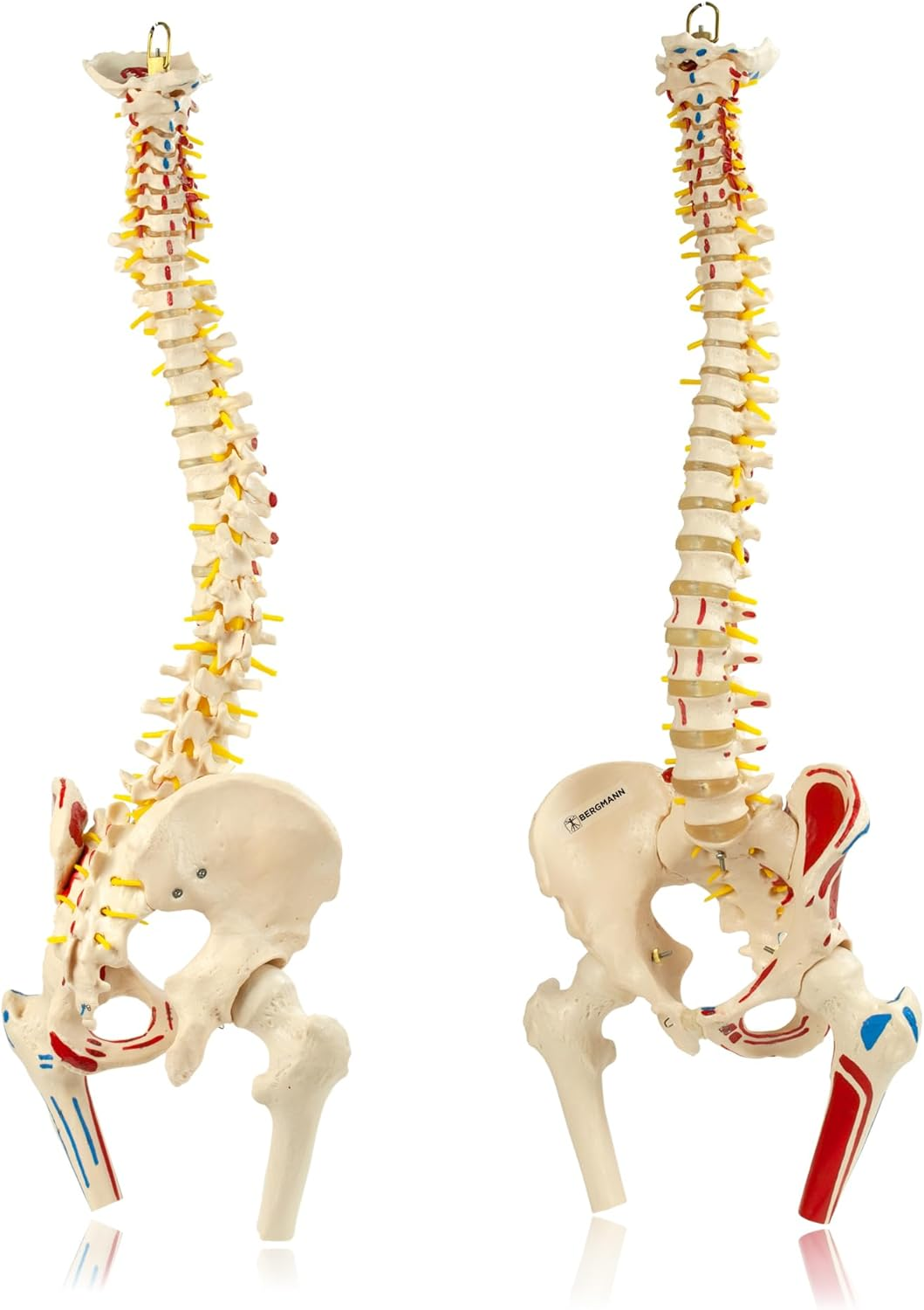 Bergmann Flexible Life Size Spine Model - 86Cm Spine Anatomy Model with Nerves, Vertebrae, Arteries, Lumbar Column - Pelvis Model - Anatomical Model - Medical Model Includes Stand
