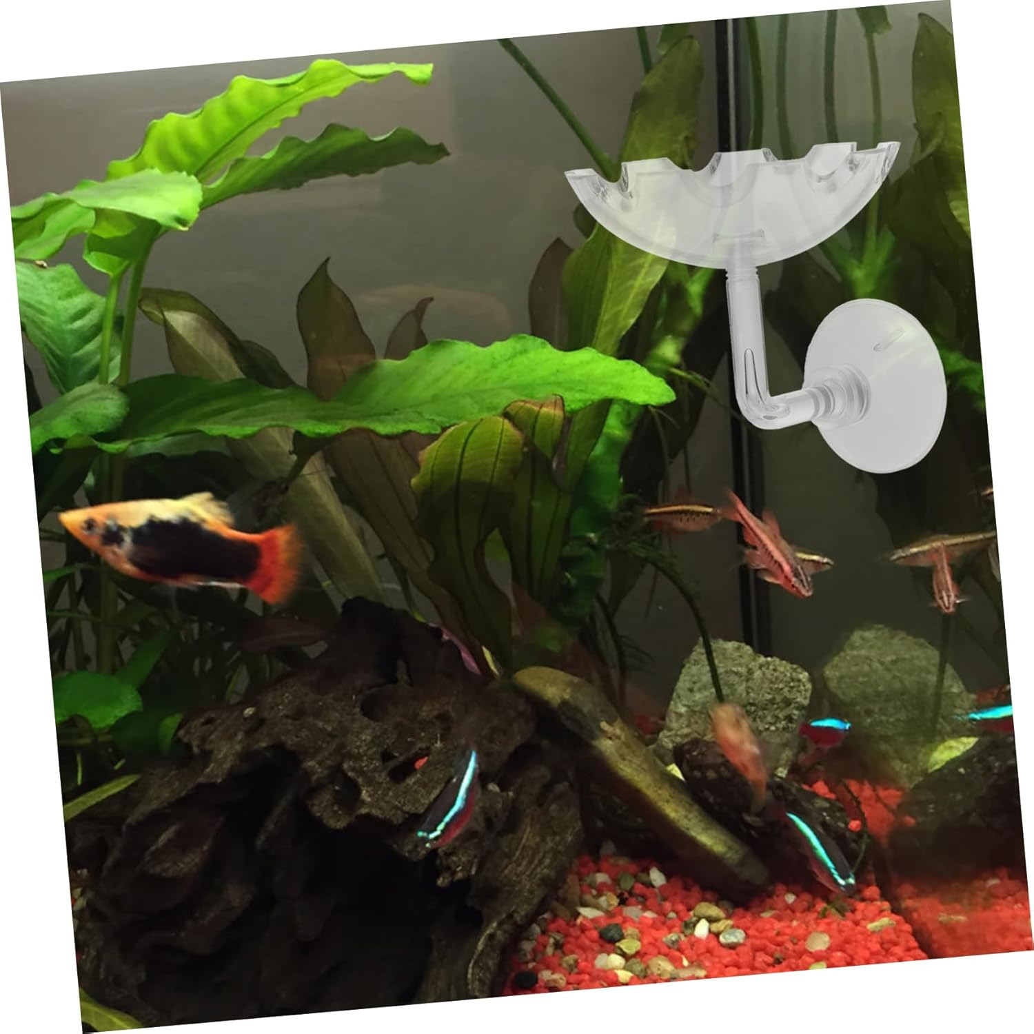 EXAOMBLE Reptiles Shrimp Feeders with Suction Cups 2Pcs Aquarium Shrimp Feeding Trays Home for Fish Tank and Pet Reptiles image number 1