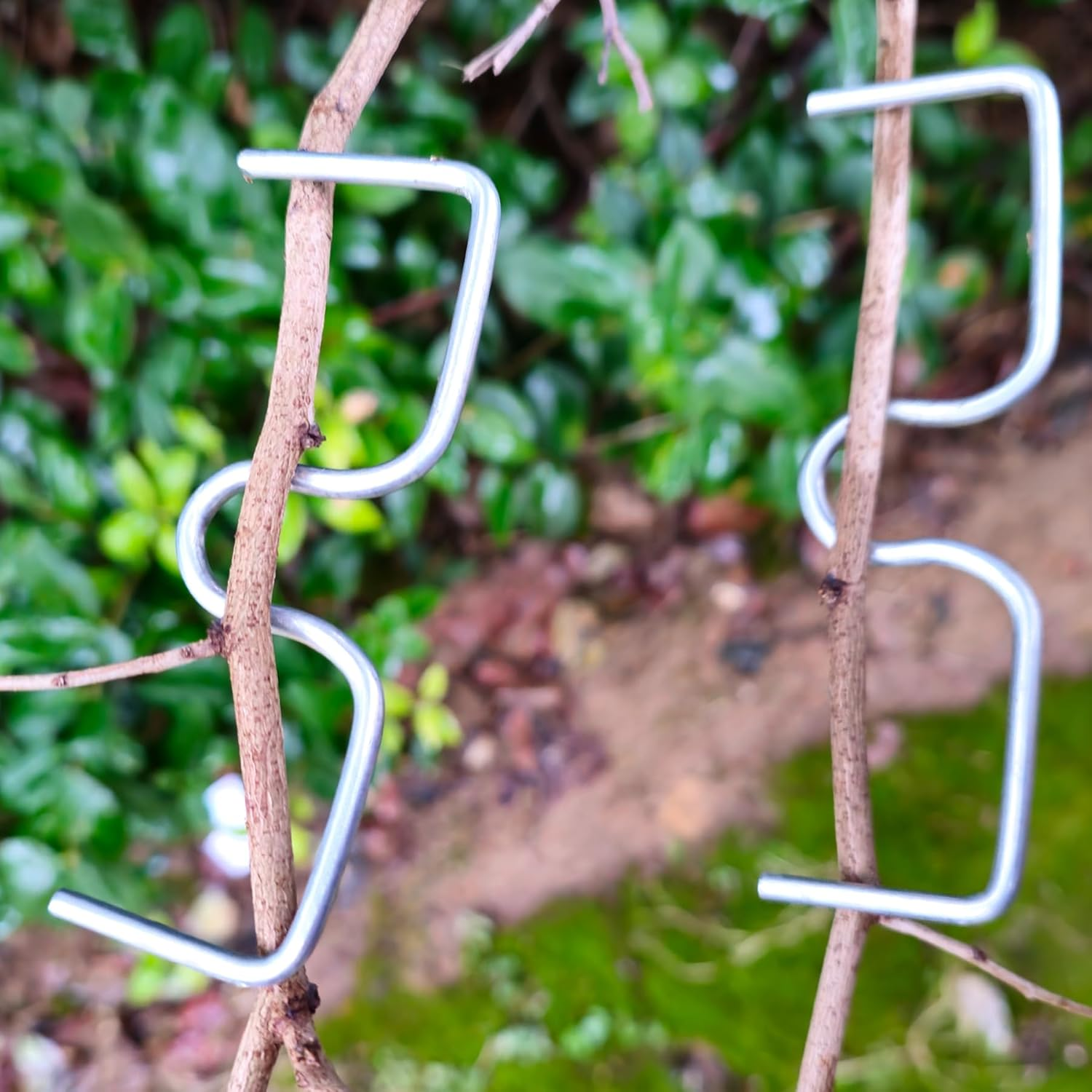 DAGUANZHI 15 Pcs Fruit Tree Branch Puller Tying Machine Farm Tools New Plum Tree Open Angle Pull Branch Stereotyped Branch Bending Tool Fruit Branch M-3.94(Inch) image number 1