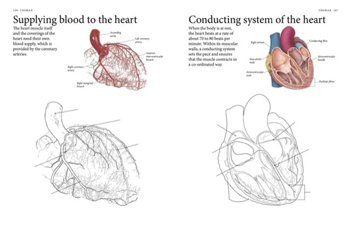 Human Body Colouring Book: Human Anatomy in 215 Illustrations image number 2