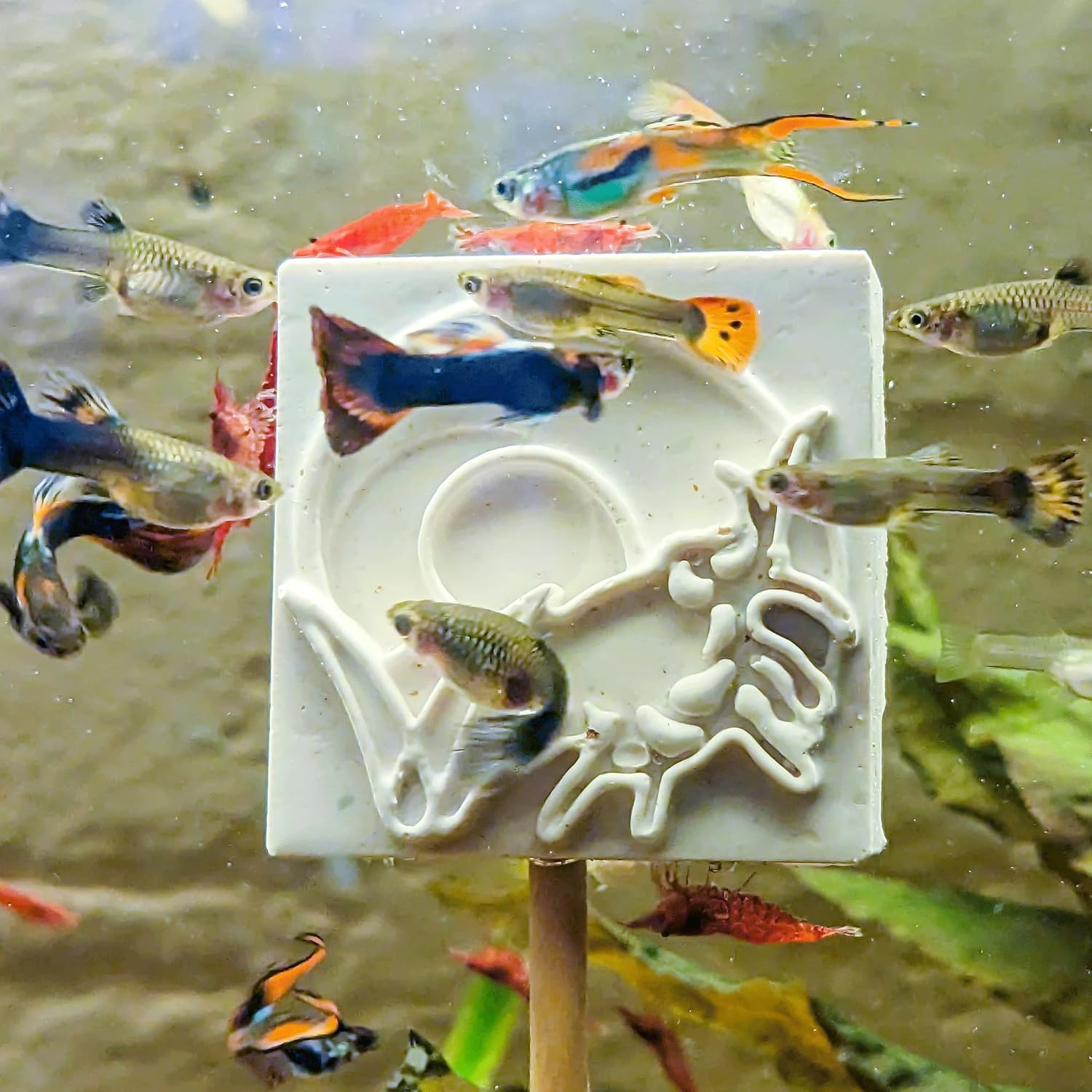 Forest Aquatics Holiday Feeding Block, 30G image number 1