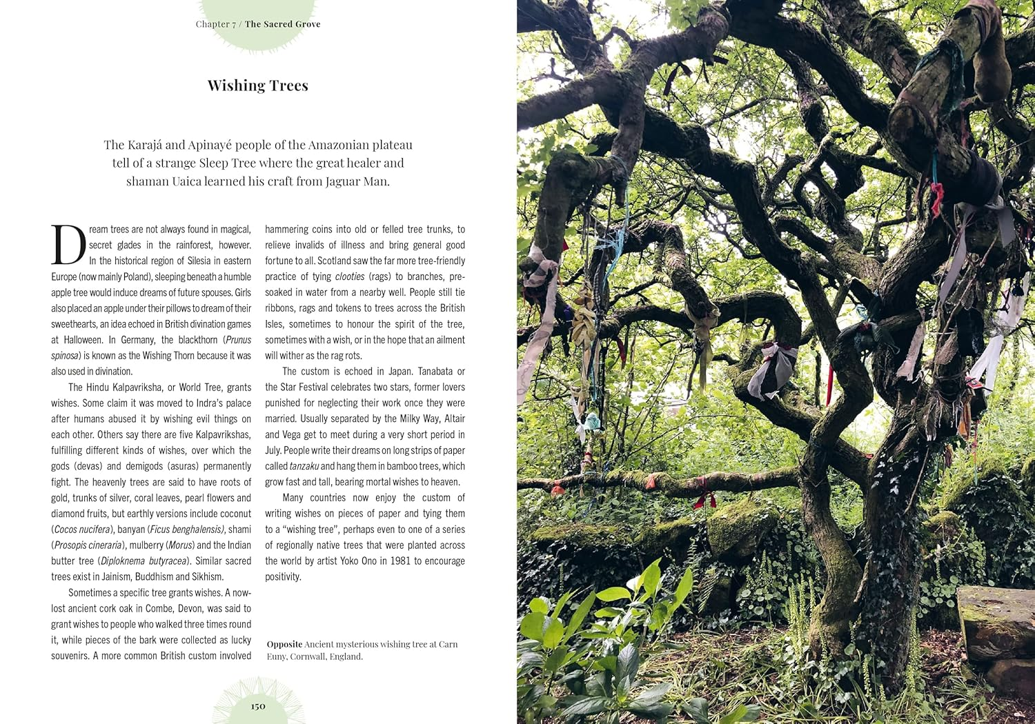 Kew - Witch'S Forest: Trees in Magic, Folklore and Traditional Remedies image number 6