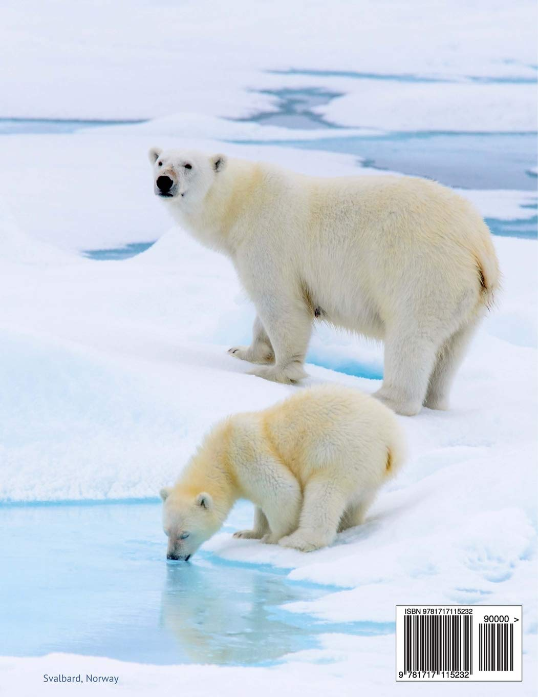 Polar Bears Unruled Notebook: Unruled, Blank Notebook. No Lines. No Page Numbers. Glossy Cover with Image on Front and Back. Full Size at 8.5 X 11 Inches. Great for Artwork or Journals.