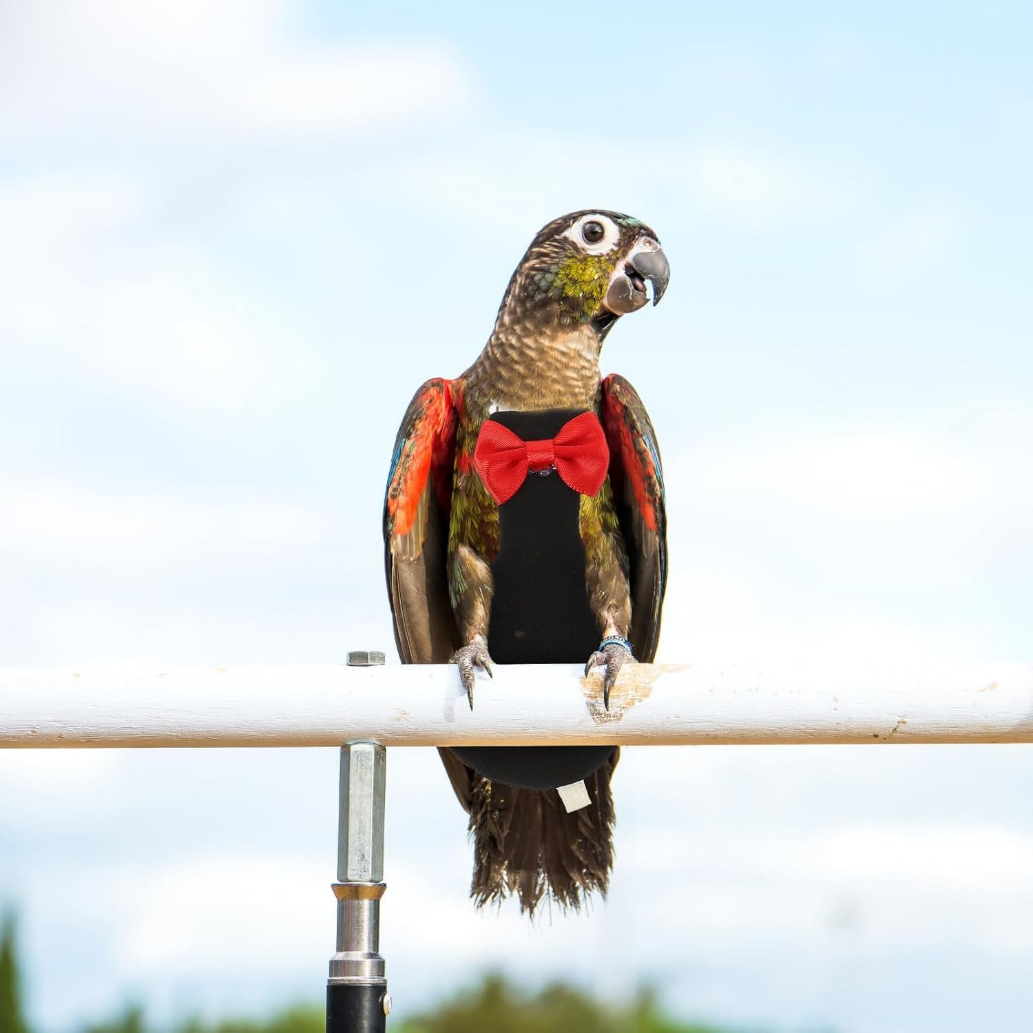 Bird Diaper Bird Flight Suit : Reusable Pigeon Diaper Bird Flying Clothes Washable Parrot Nappy for Parakeet Parrot Pigeons (L) image number 3