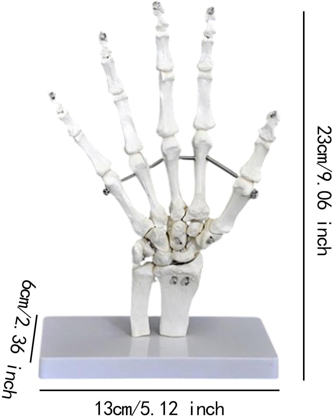 Eigell Human Joint Model for Educational Purposes, Medical Display Tool, Skeleton Structure for Science Learning, Hand image number 5