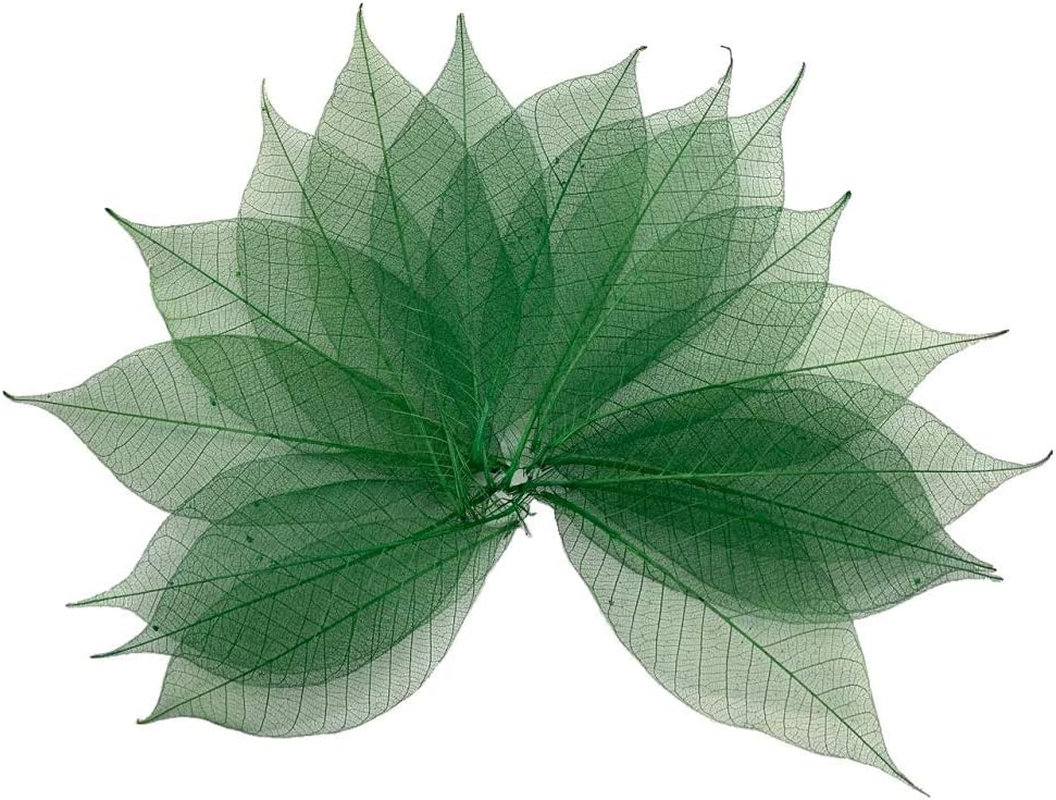 100 Pcs 4-5 Inch Skeleton Leaves Rubber Tree Natural Scrapbooking Craft DIY Card Wedding, Large Leaves (Green Color) image number 3