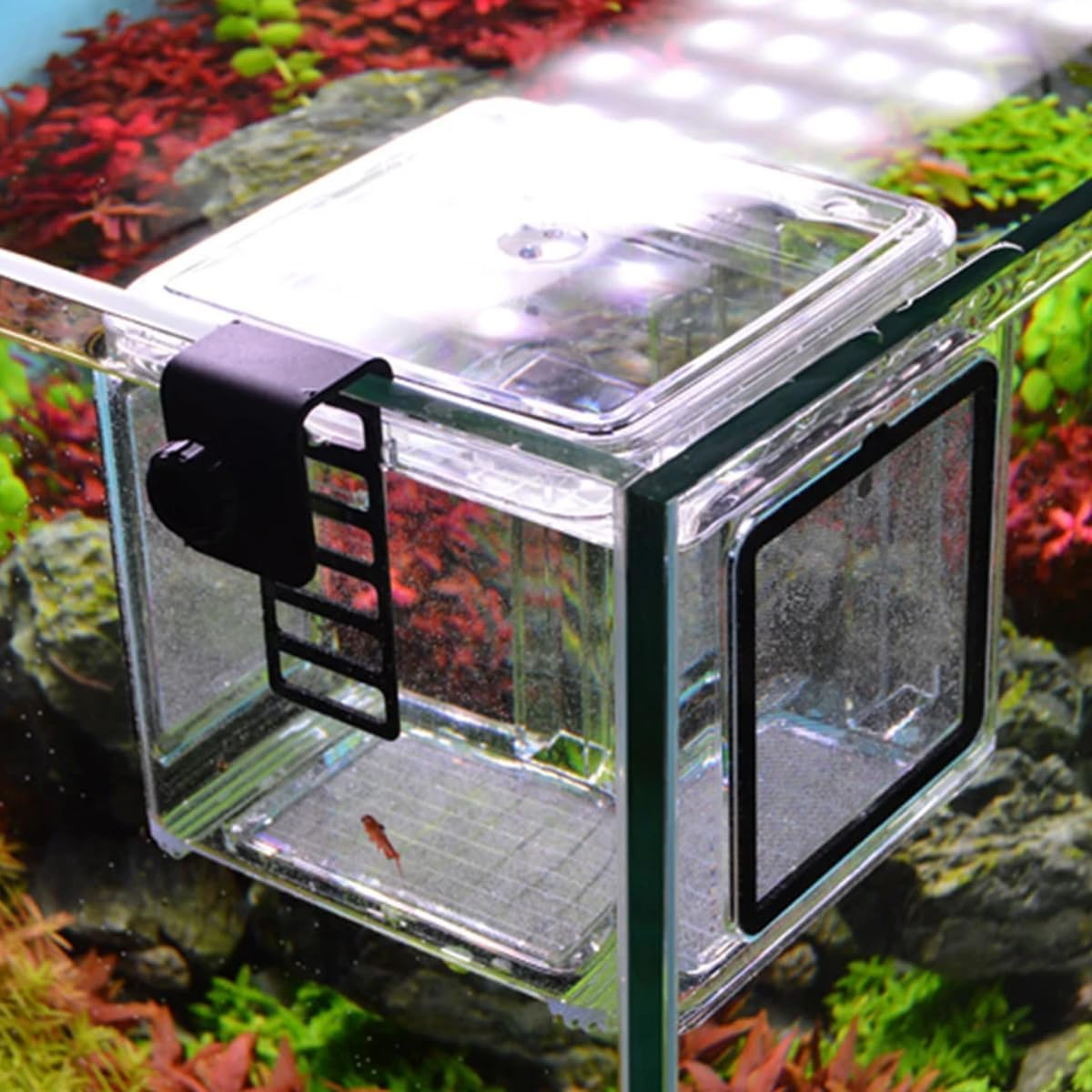 AIMALL Acrylic Fish Tank Breeding Isolation Box, Clear Hanging Newborn Fry Breeder, 5.91 X 5.91 X 5.91 Inches image number 3