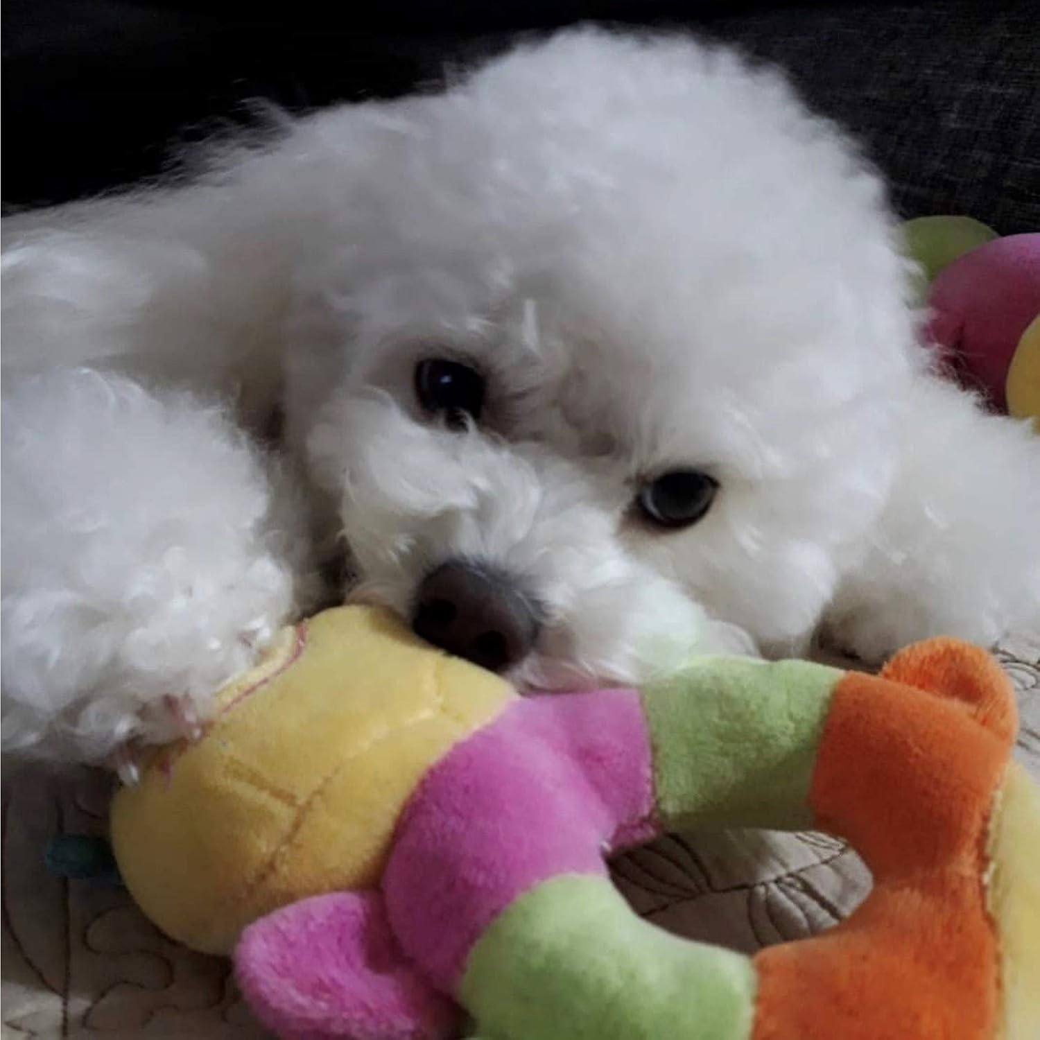 [PLATZ PET SUPPLIES & FUN] Dog Toy, Caterpie Baby Ring