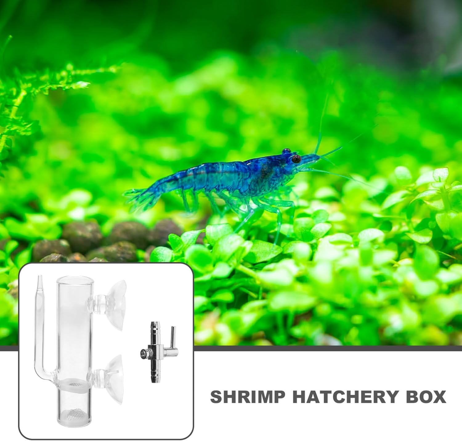 1Set Glass Shrimp Egg Incubator with Suction Cups Fish Breeding Holder and Hatching Box for Aquatic Pet Care and Shrimp Breeding image number 3