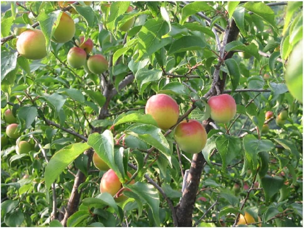 Choya Sarari (Pack) 1 Liter image number 6