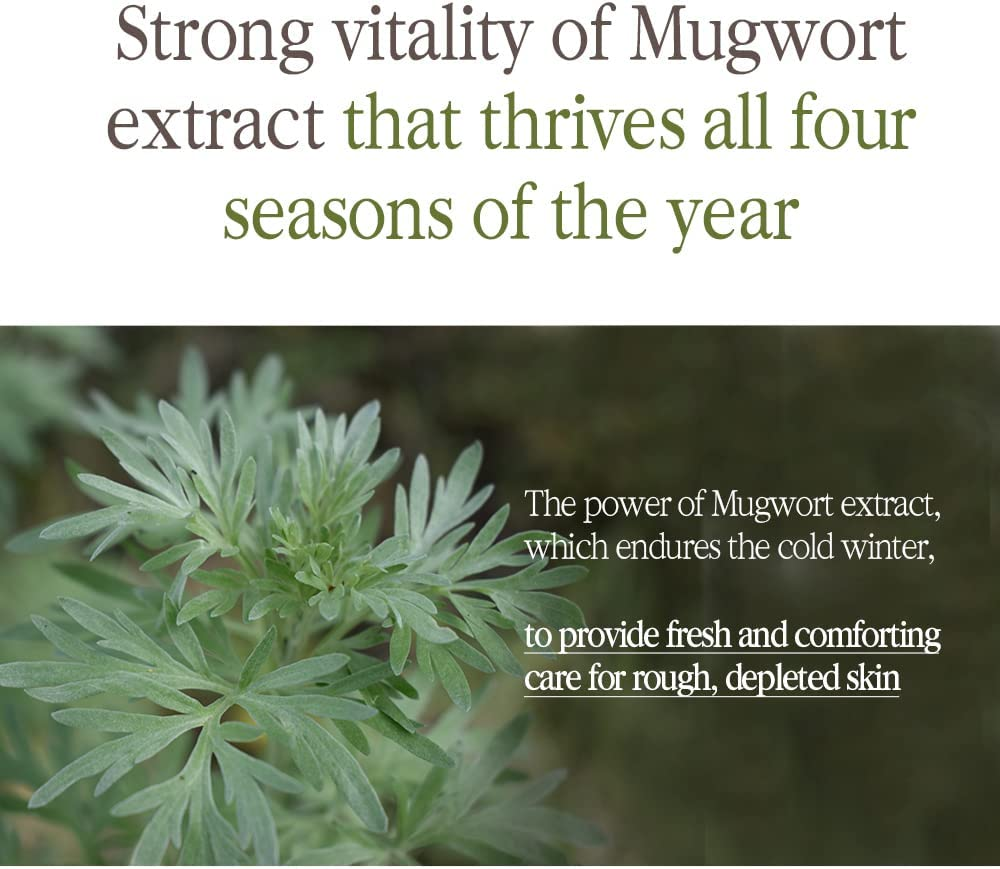 Pyunkang Yul [PKY] Black Tea Enriched Cream for Anti-Aging, Condensed Nutrition for Fine Line Care with Kombucha, Ginseng Extract, Zero-Irritation, Korean Skincare (2.02 Fl. Oz, 60Ml) image number 4