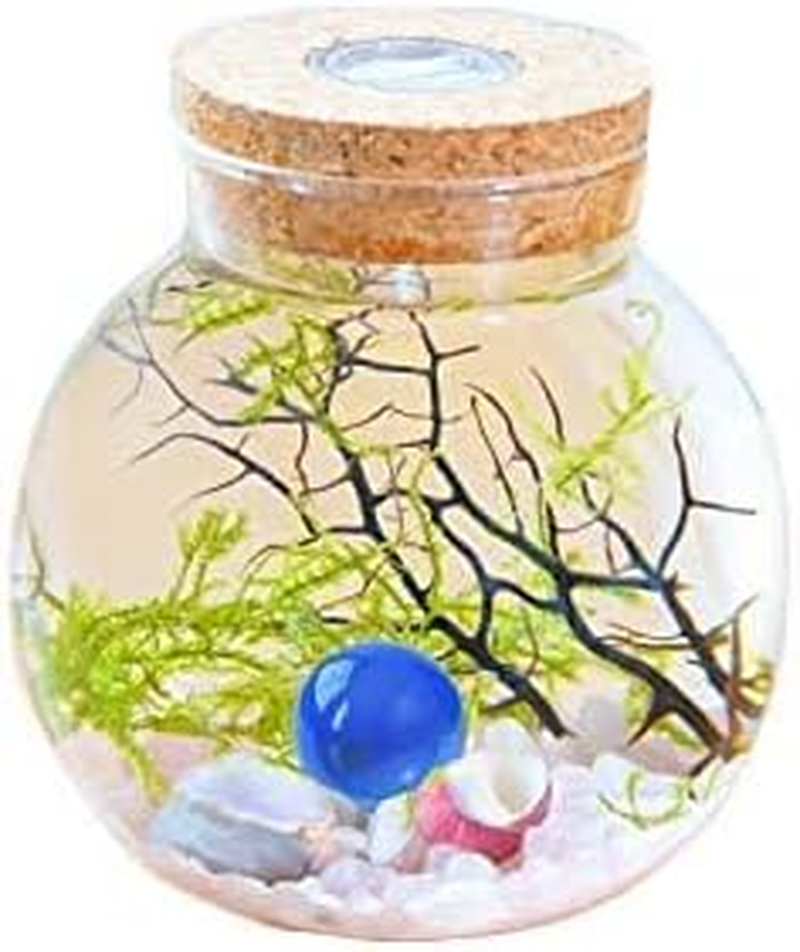 Mini Betta Fish Tank Fish Bowl Fish Tank Decor Flower Pot Hydroponic Plant Terrarium Aquarium Kit with LED Light, Crystal Stone, Java Moss (Style A)&hellip; image number 2