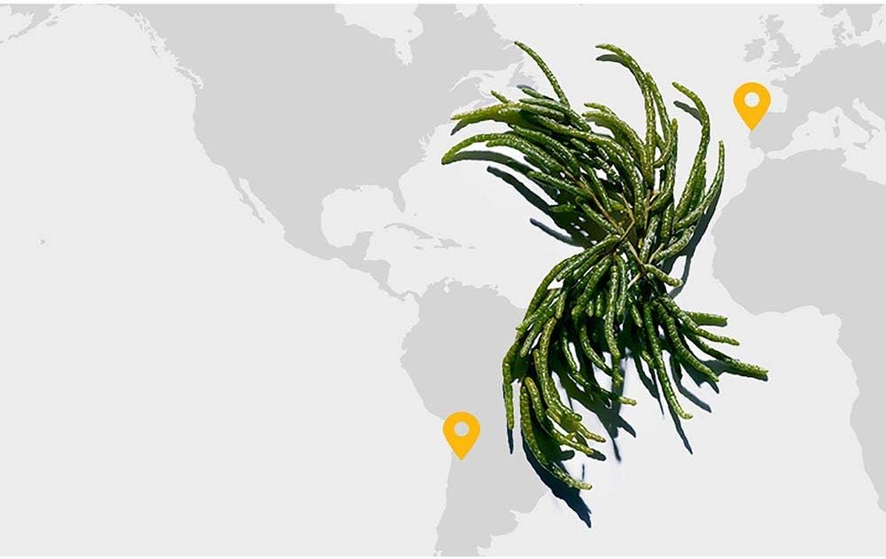 Clarins Double Serum (Hydric + Lipidic System) Complete Age Control Concentrate 30Ml/1Oz