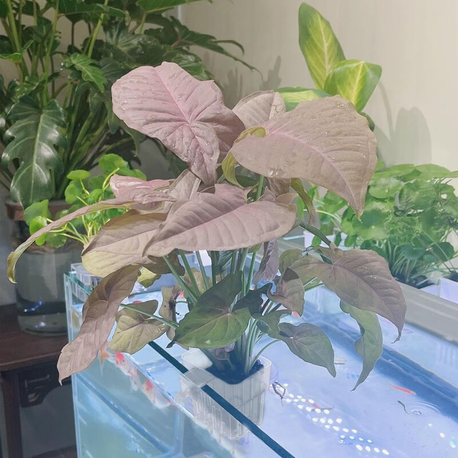 Aquarium Plant Holder Hanging Aquatic Planter Cups Fish Tank Plant Holder Clear Aquatic Plant Cup Aquarium Plant Basket with Hook for Fish Tank Aquarium Plant Cultivation Decorations (1) image number 6