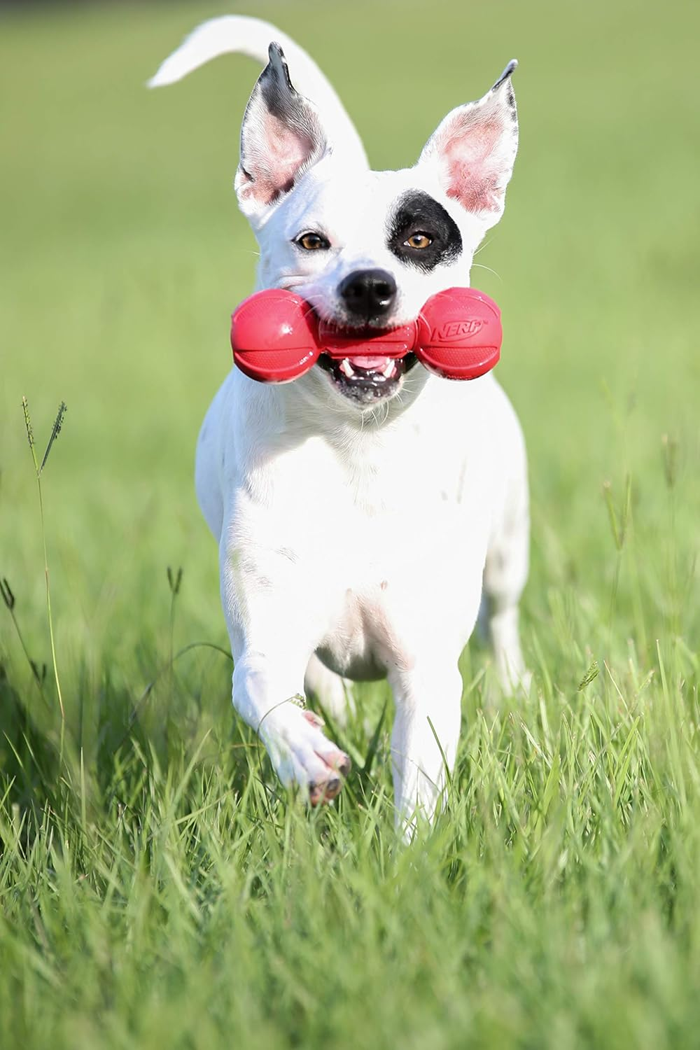 Nerf Dog Barbell Chew Dog Toy, Large, Red Medium image number 5