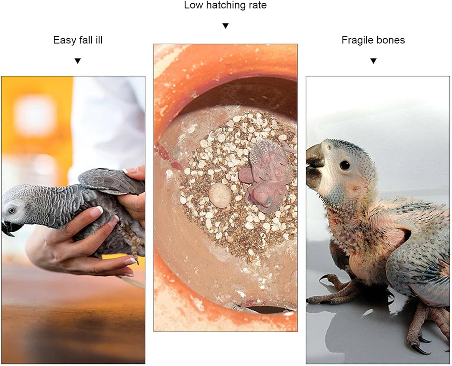 Parrot Bite Toy, Nymphin Feed Shaving Toy, Natural Cute Bone Restraint Tool for Small Parrots and Birds, Hope Parrot Bite Bone, Cute for Birds, Badge, Nymphen Sit image number 3