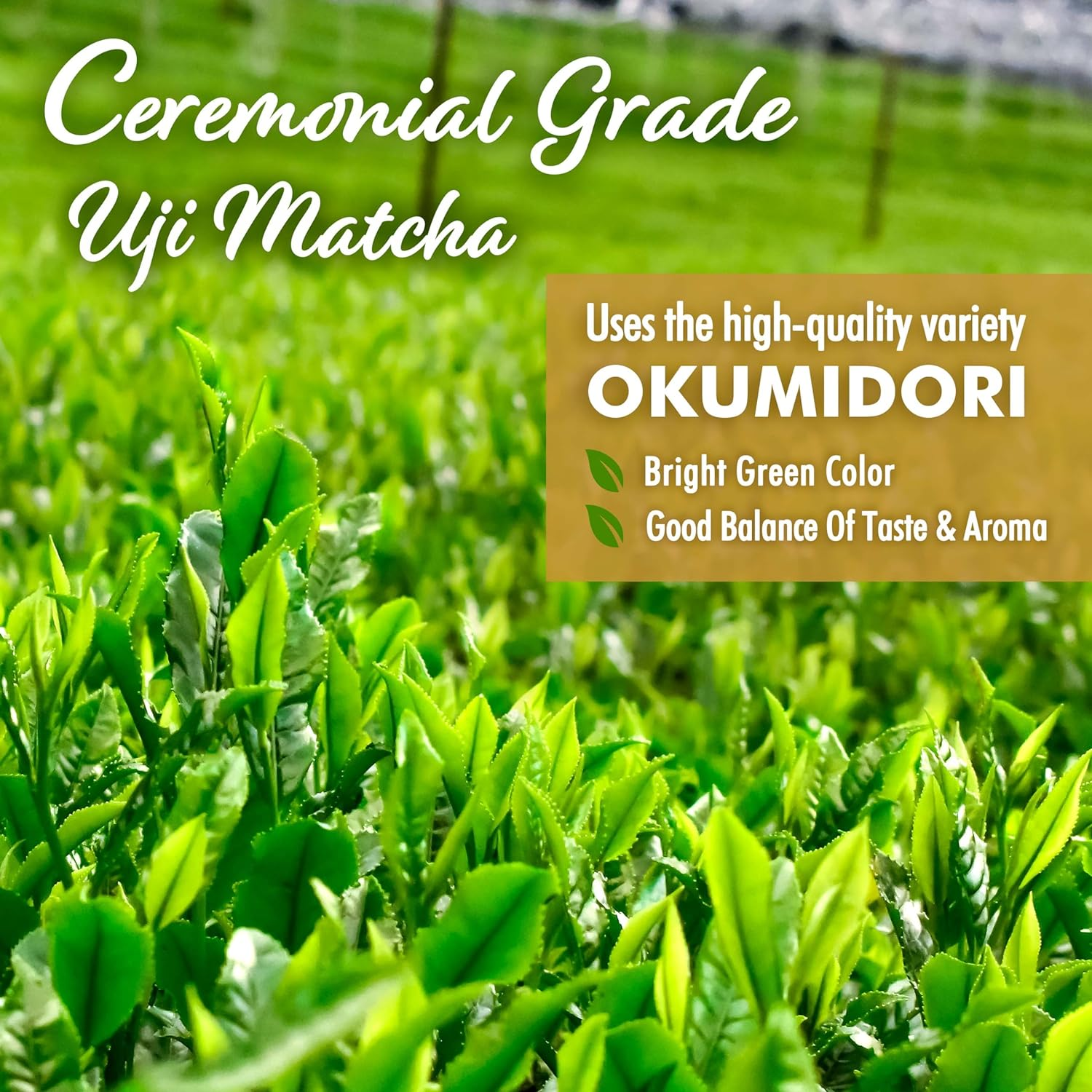 YAMASAN KYOTO UJI Japanese Oat Milk Matcha Latte, Uji Matcha Ceremonial Grade with Oat Milk Instant Latte Mix, Dairy-Free, 100% Plant Based, Vegan, Gluten-Free, No Refined Sugar, Made in Japan 3.5Oz(100G) image number 4