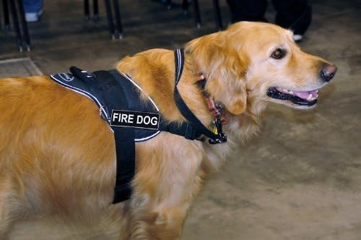DT Fun Works Harness, Fire Dog, Black with Reflective Trim, Large - Fits Girth Size: 32-Inch to 42-Inch image number 1